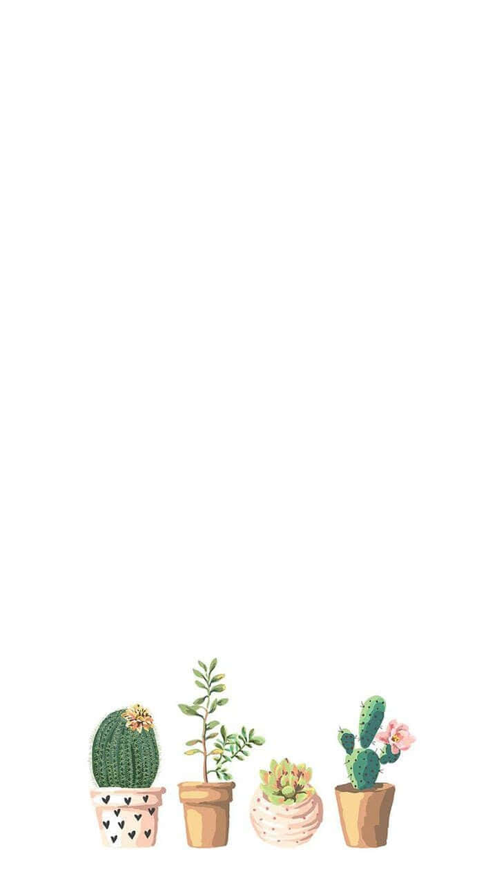 Minimalist Cute Cactus Wallpaper