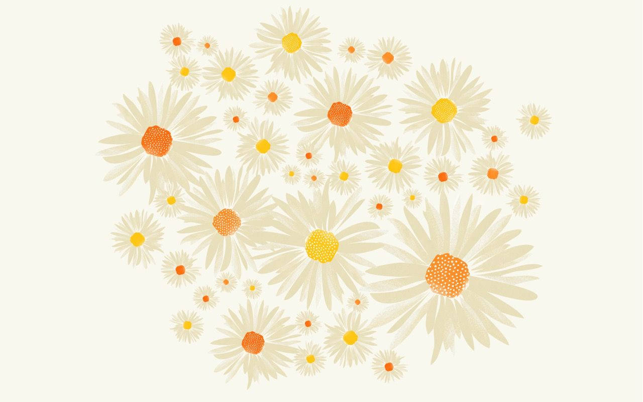 Minimalistic White Daisy Wallpaper