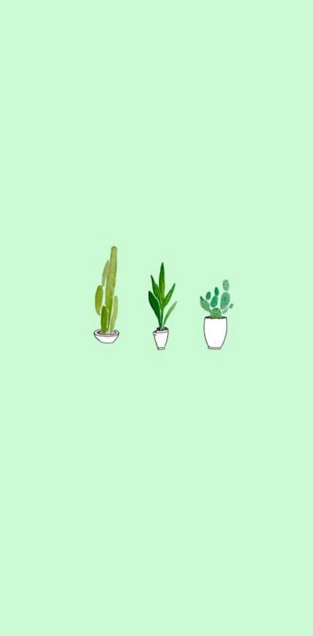 Mint Green Aesthetic Plants Wallpaper