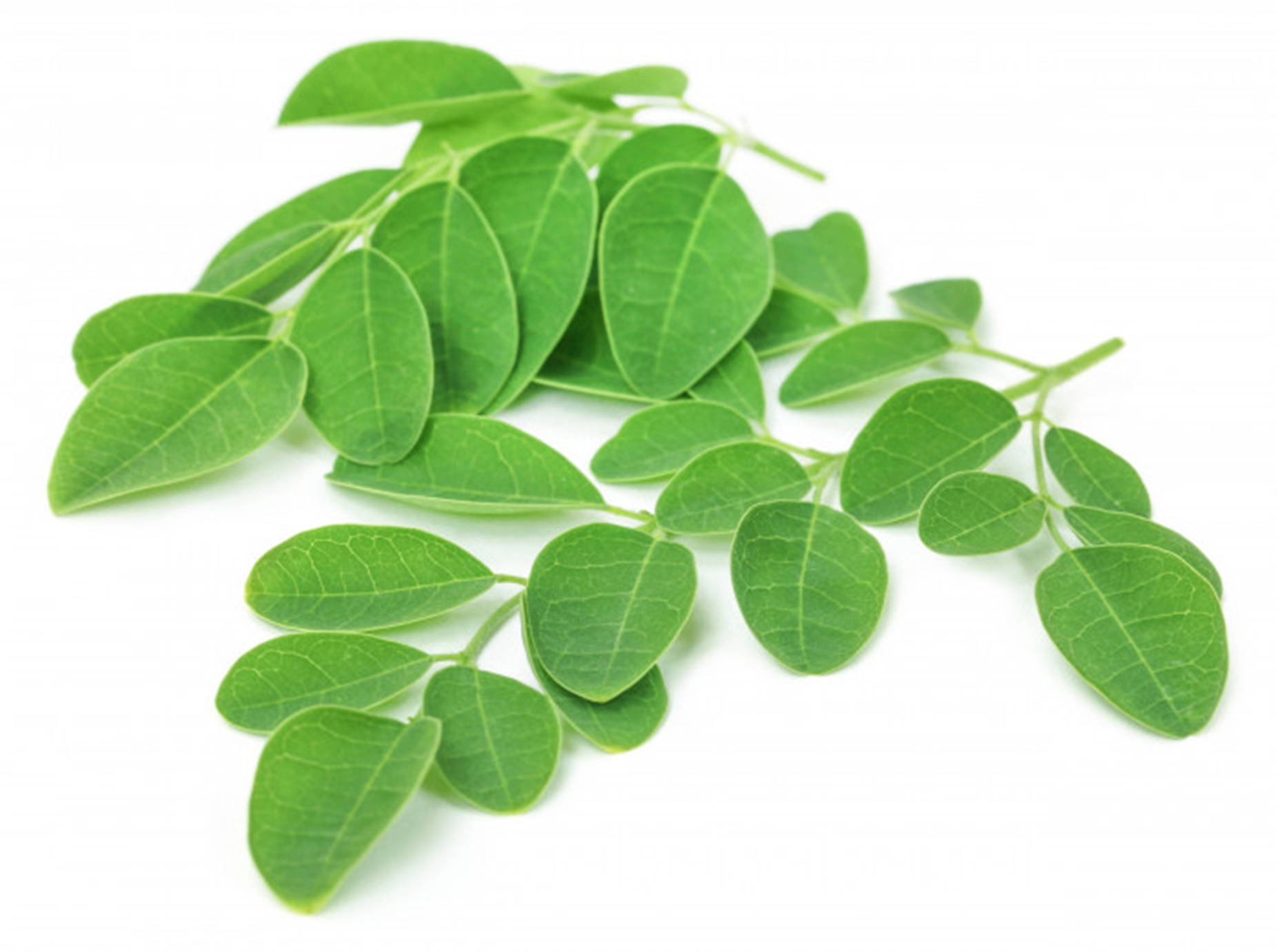 Miracle Tree Moringa Leaves Desktop Wallpaper