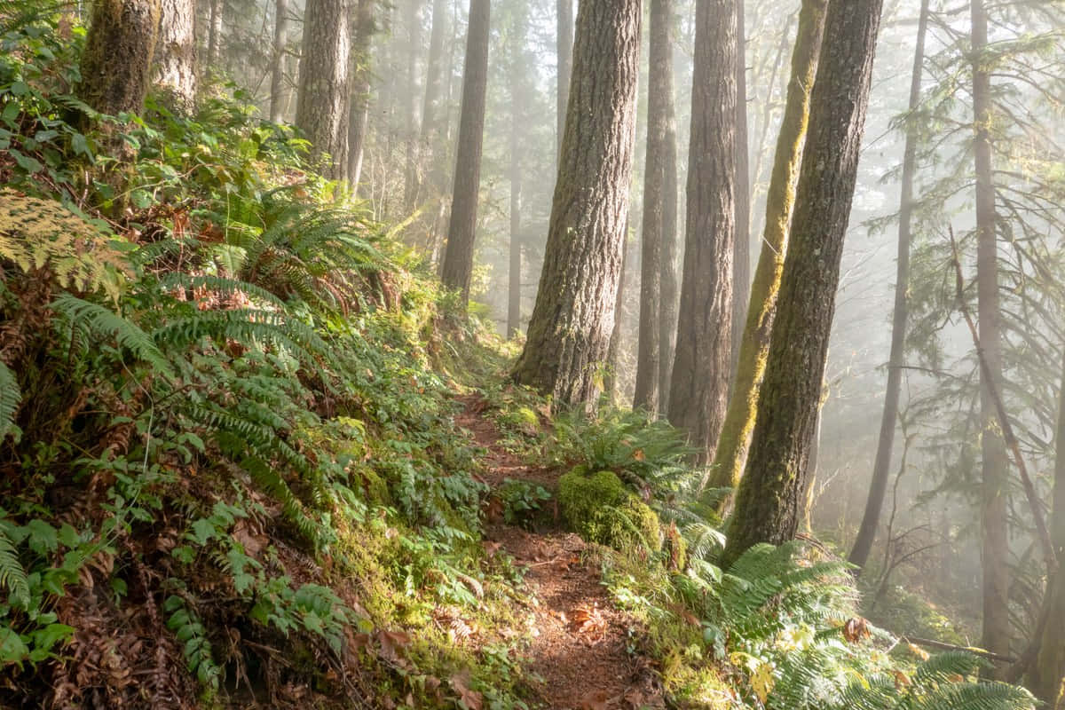 Misty Forest Trail Wallpaper