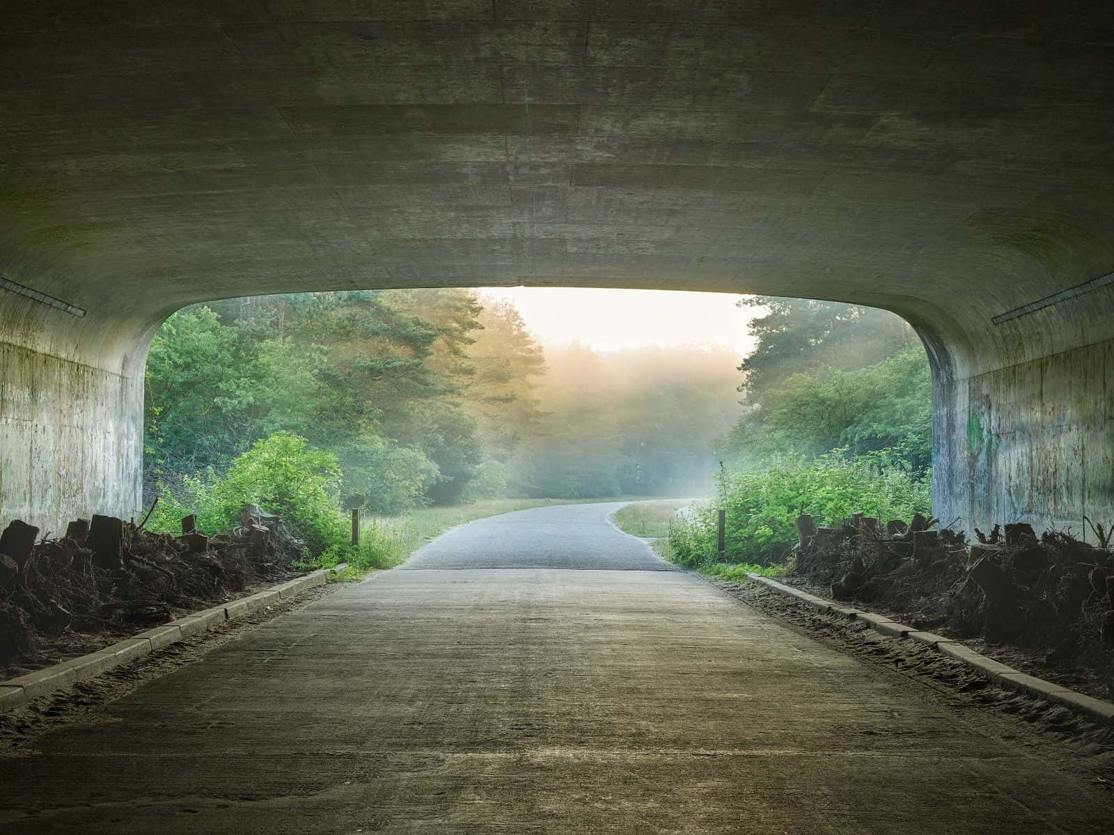 Misty Forest Tunnel View.jpg Wallpaper