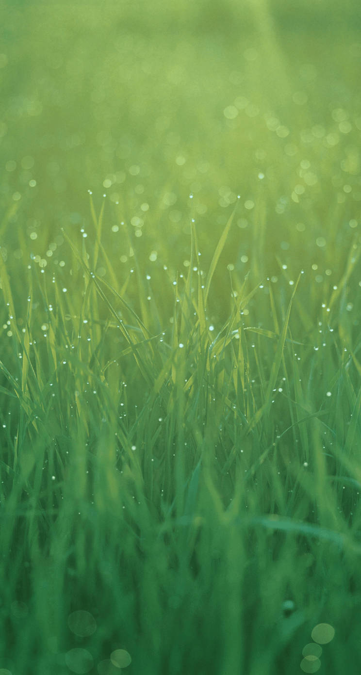 Misty Yellow Green Grasses Ios 7 Wallpaper