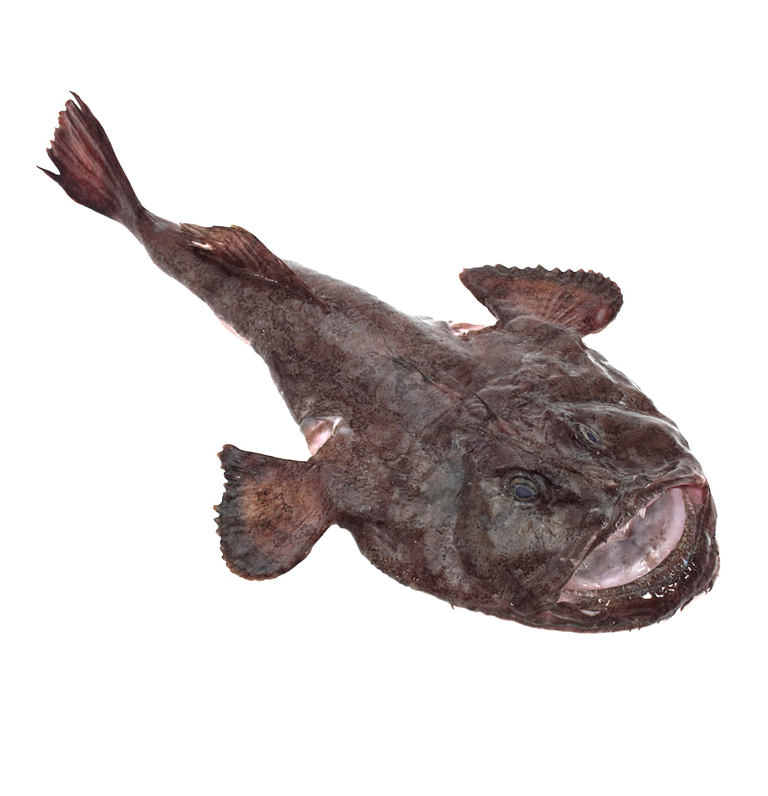 Monkfish Isolatedon White Background Wallpaper