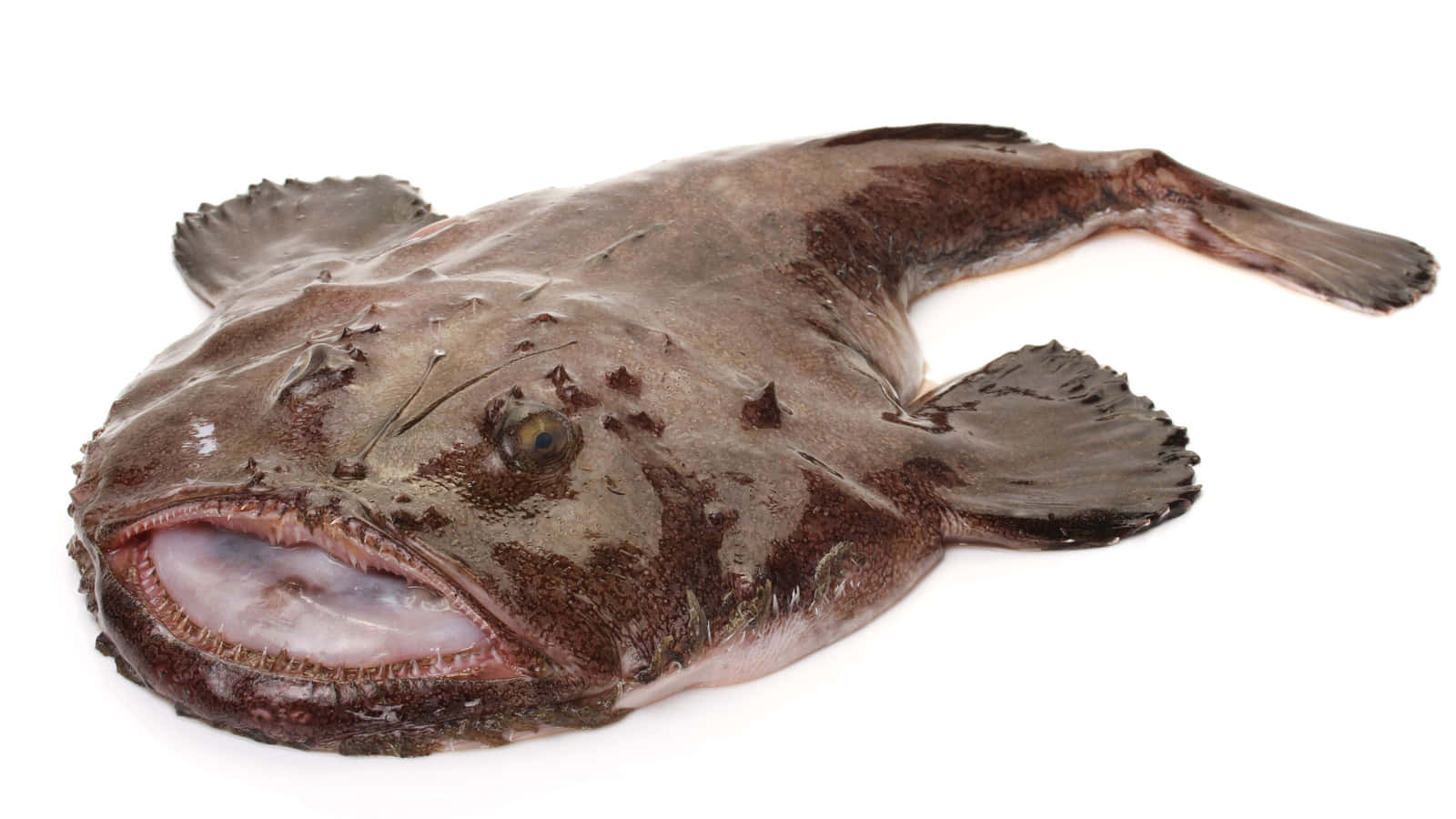 Monkfish Isolatedon White Background Wallpaper