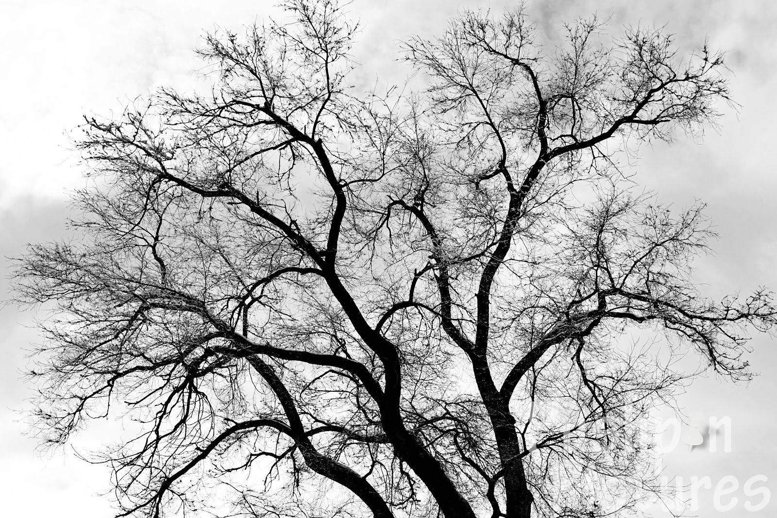 Monochromatic Beauty Of A Tree Wallpaper