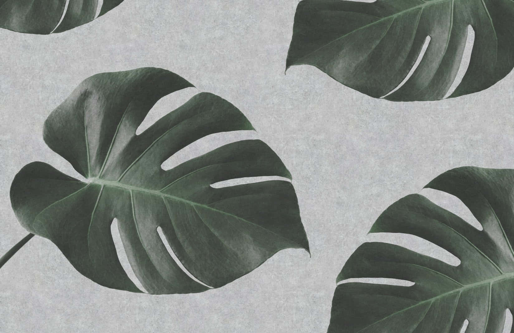 Monstera Leaf Black And White Illustration Wallpaper