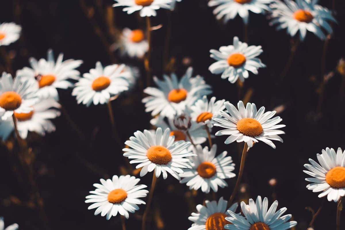 Moody Preset Daisy Aesthetic Computer Wallpaper