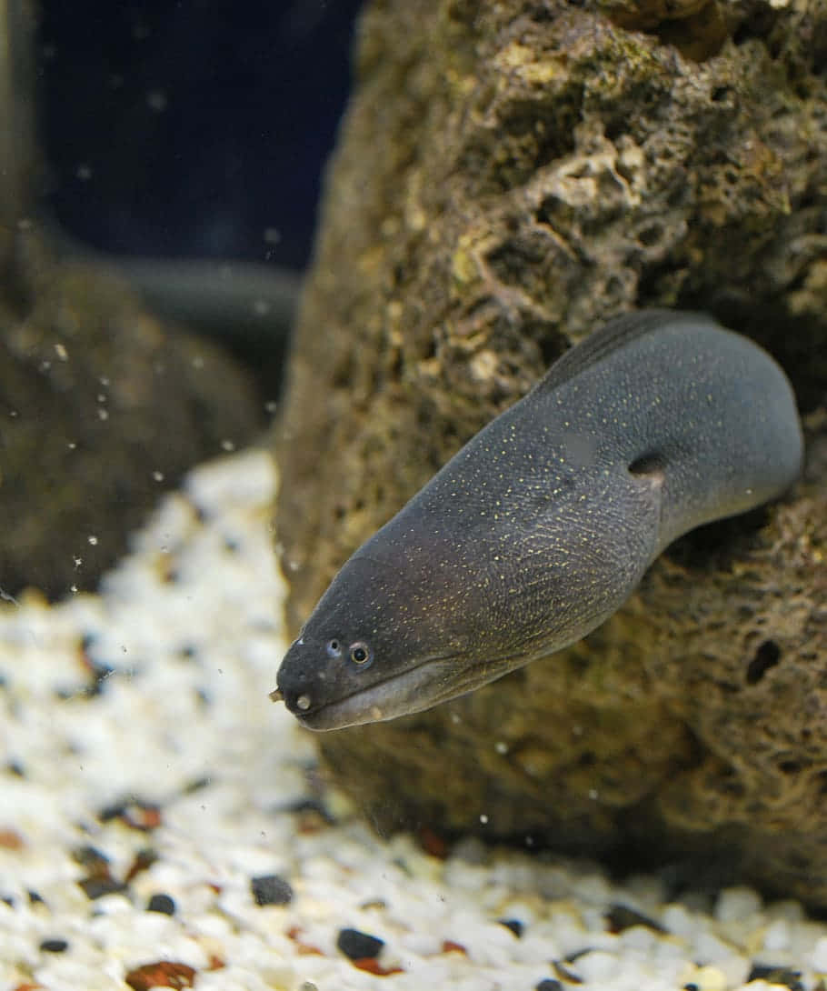 Moray Eel Aquarium Portrait Wallpaper