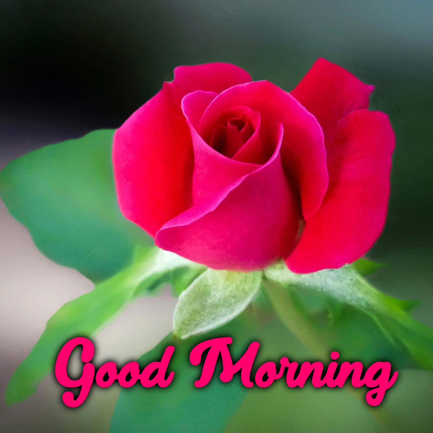 Morning Pink Green Flower Wallpaper