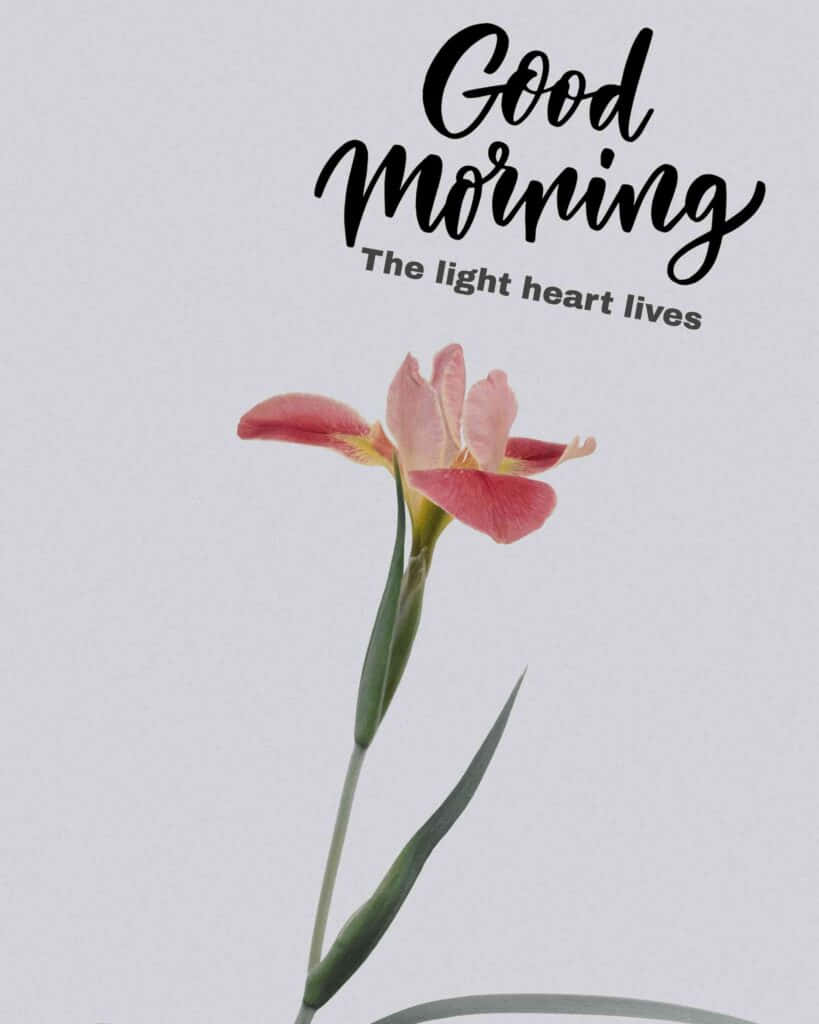 Morning Pink Tulip Wallpaper