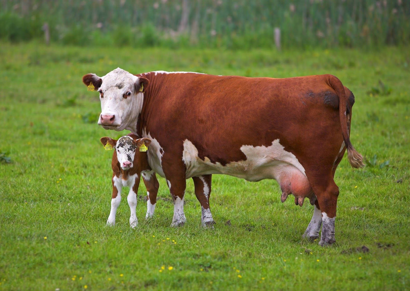 Mother Cow And Her Calf Bonding Wallpaper