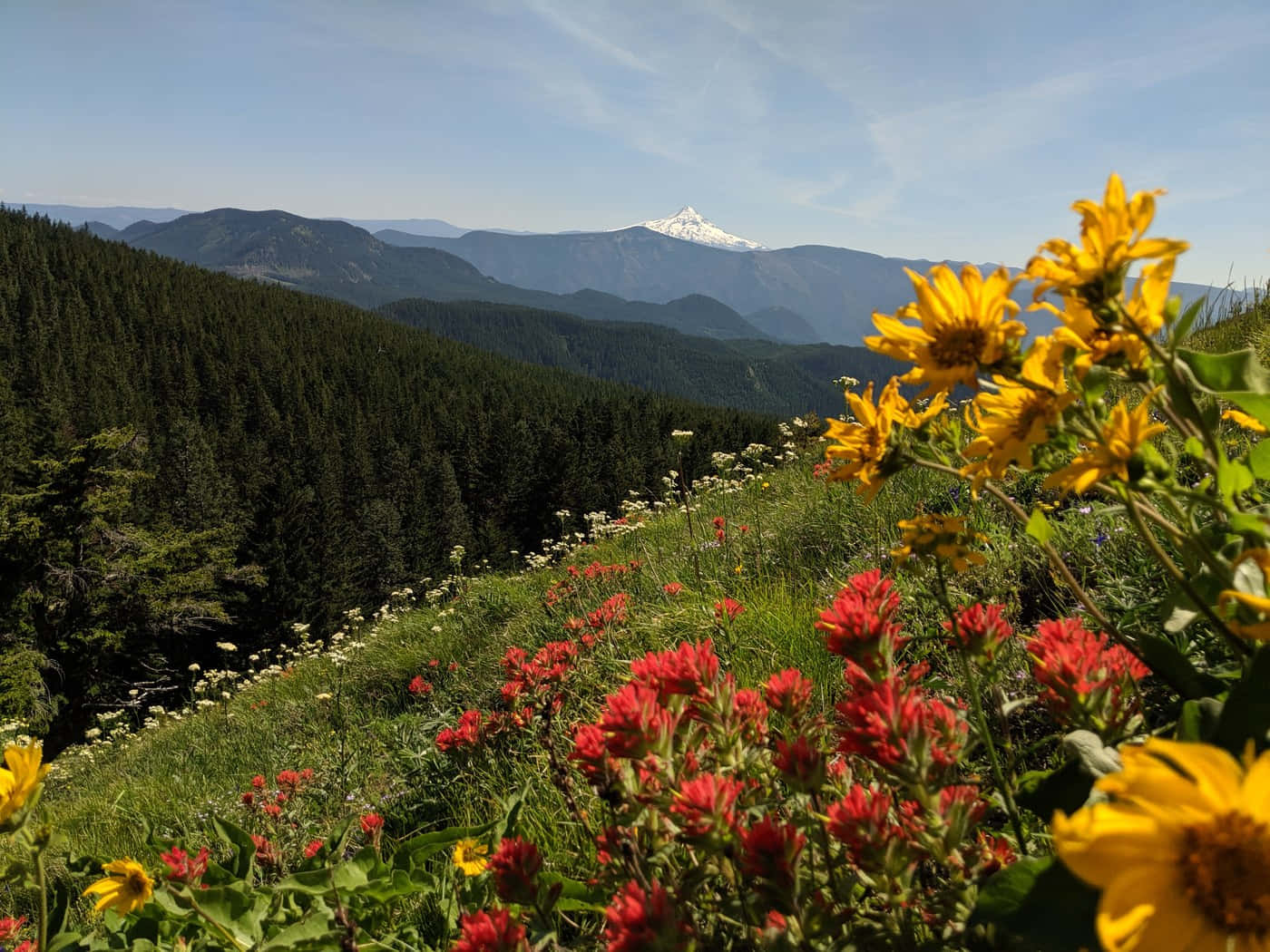 Mountain_ Meadow_ Flowers_ View Wallpaper