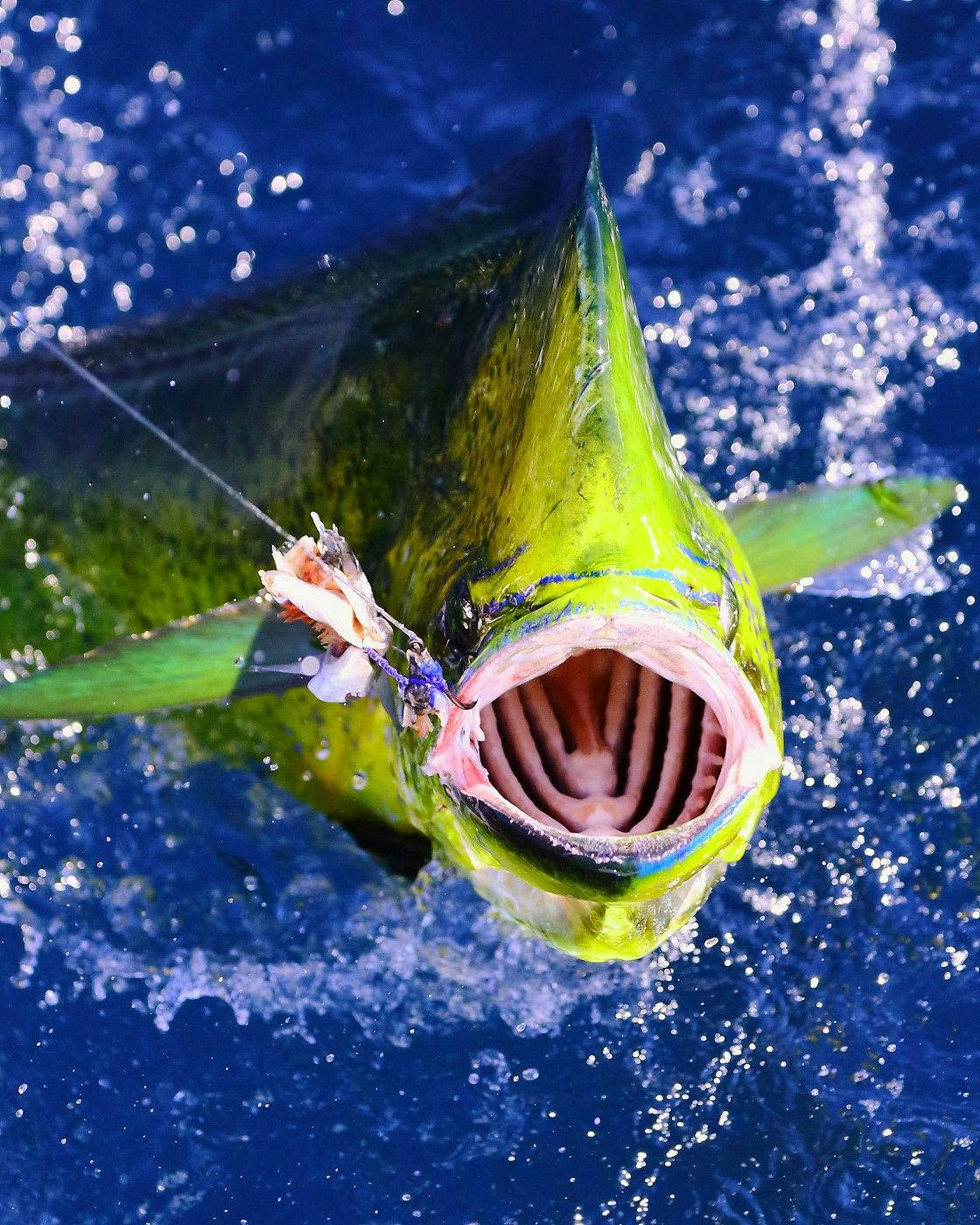 Mouth Of A Mahi-mahi Fish Wallpaper