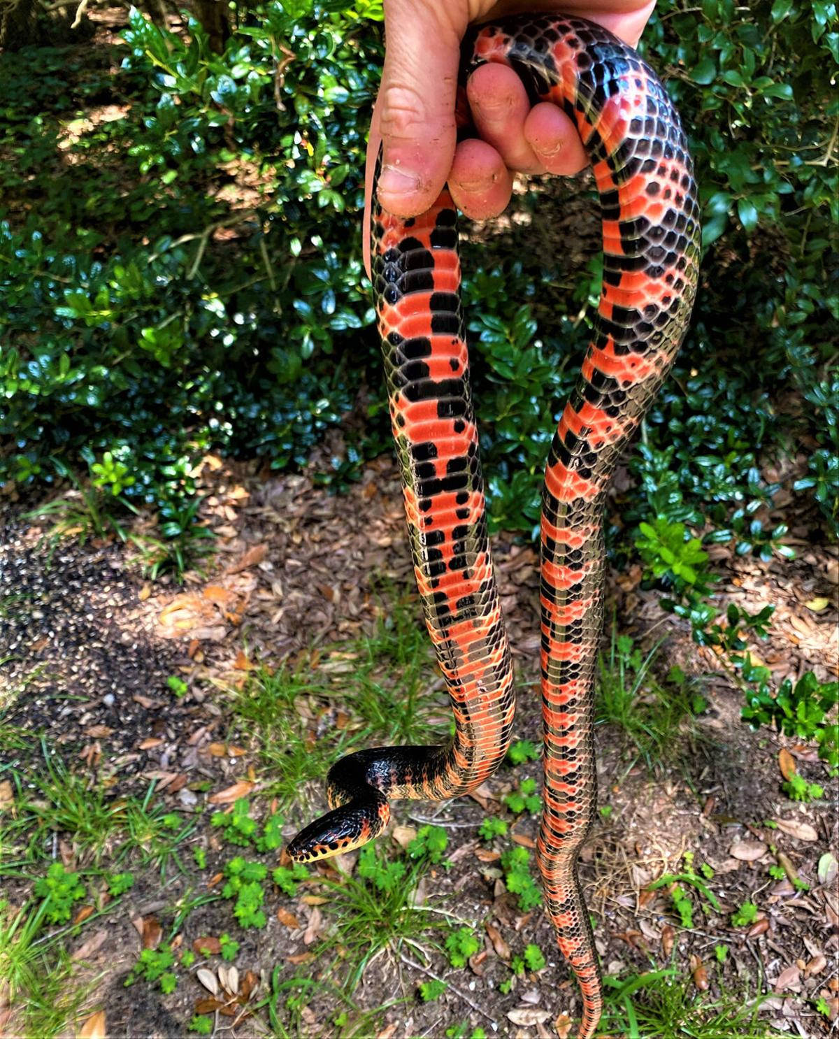 Mud Snake Dangling On A Hand Wallpaper