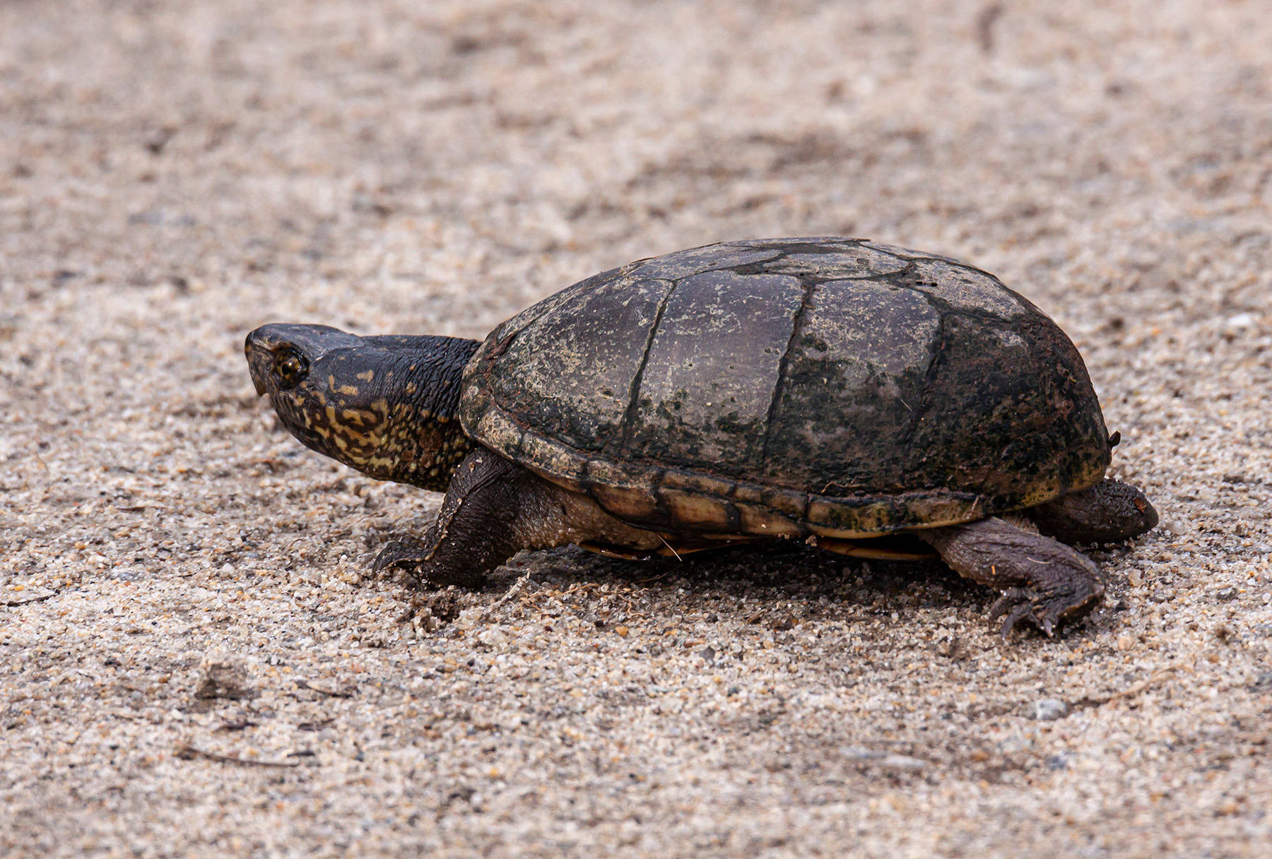 Mud Turtle Crawling On Dirt Wallpaper