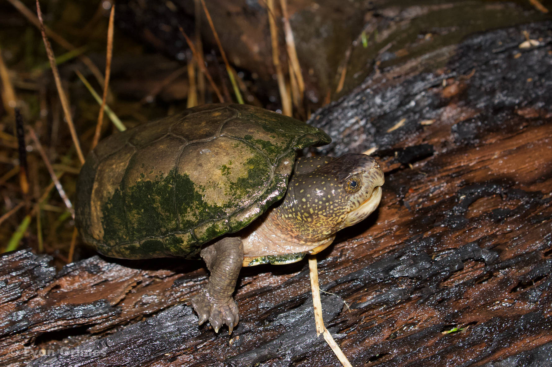 Mud Turtle On Rotting Wood Wallpaper