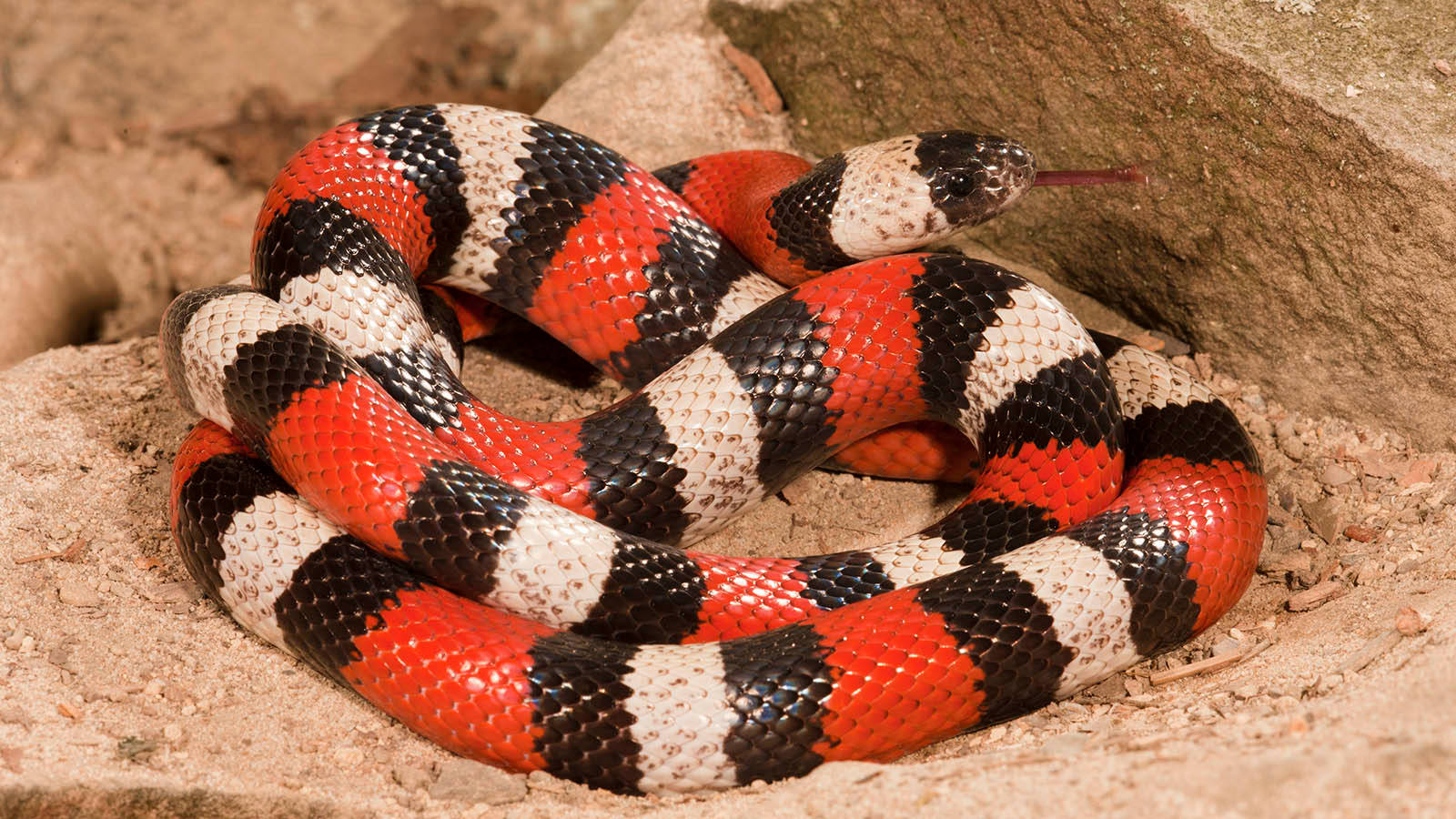 Multi-colored Coral Snake On Soil Wallpaper