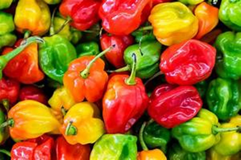 Multi-colored Exocarps Bell Pepper Fruits Wallpaper