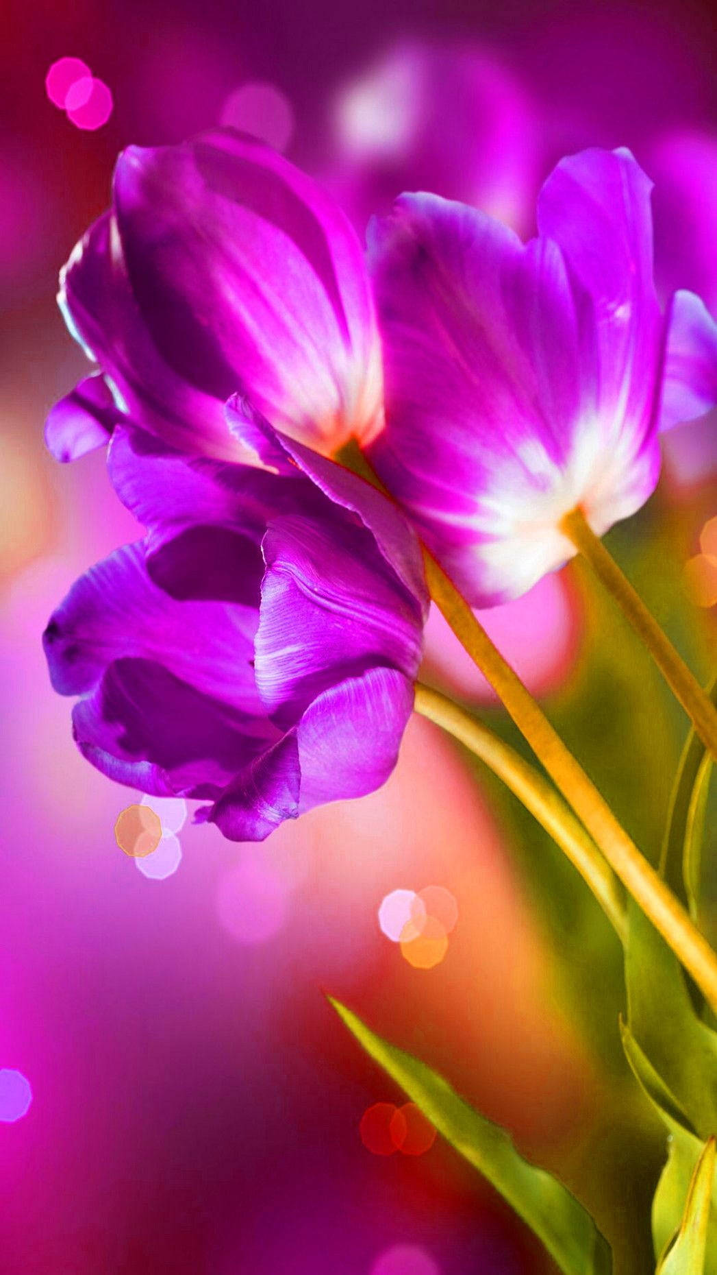 Multicolor Colorful Flower Wallpaper