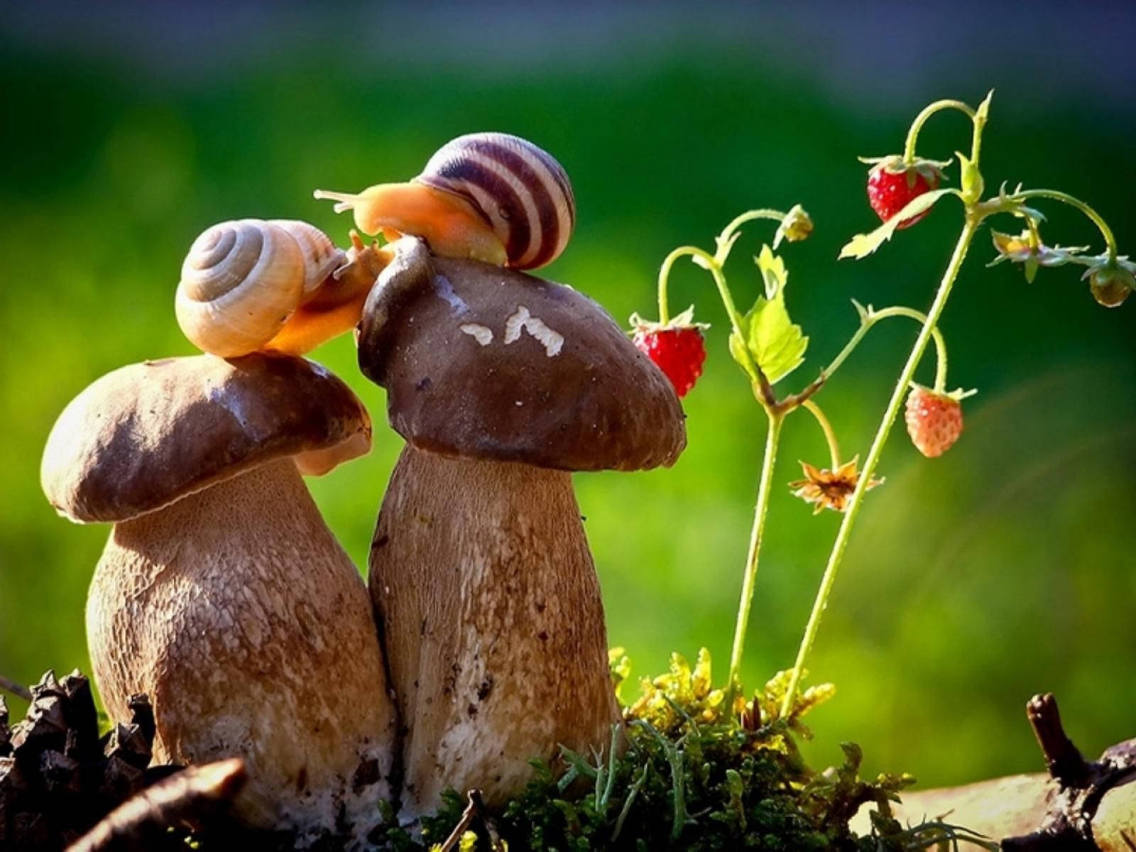 Mushroom Snails Couple Wallpaper