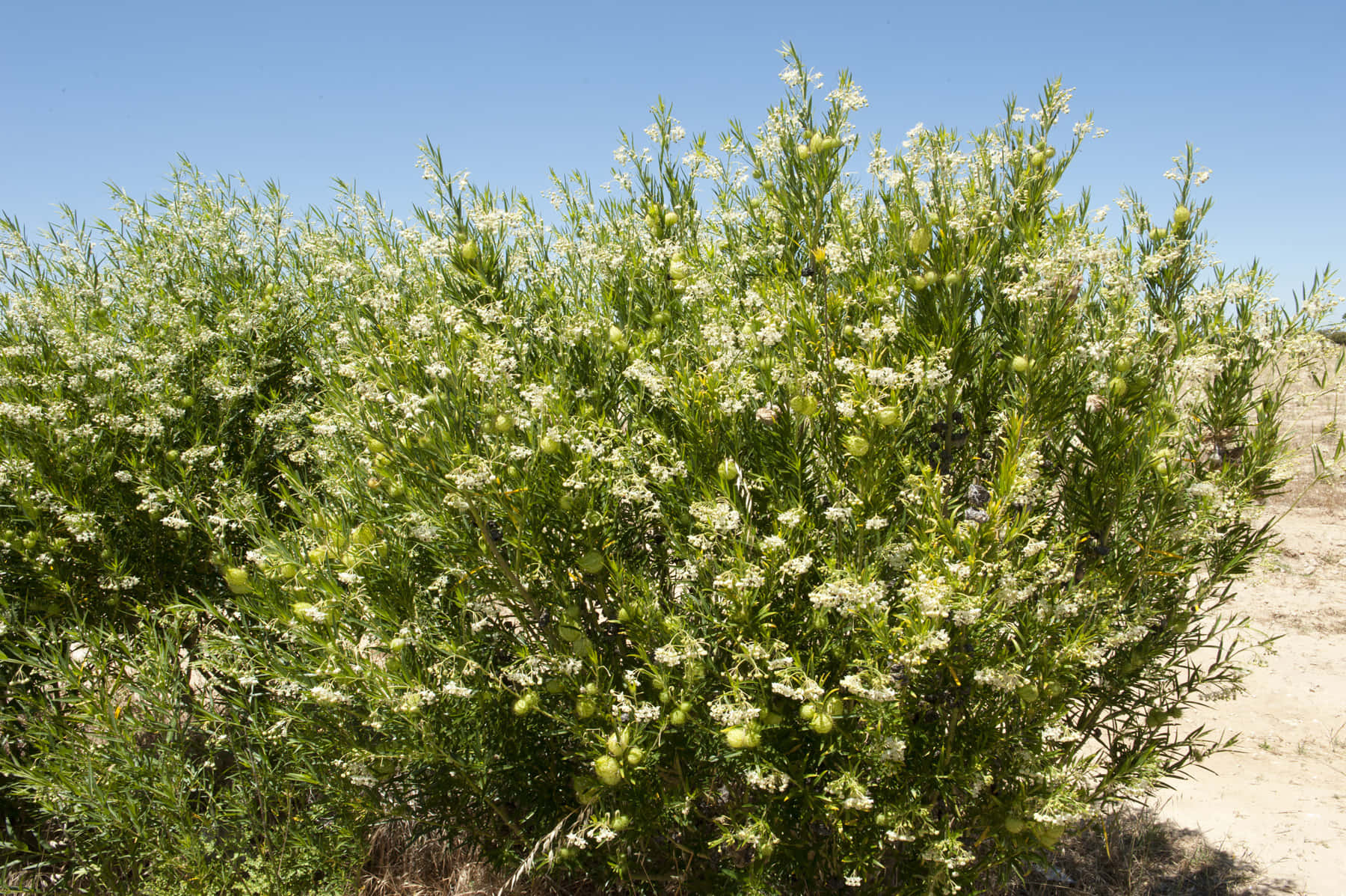 Narrow Leaf Cotton Bush Desert Wallpaper