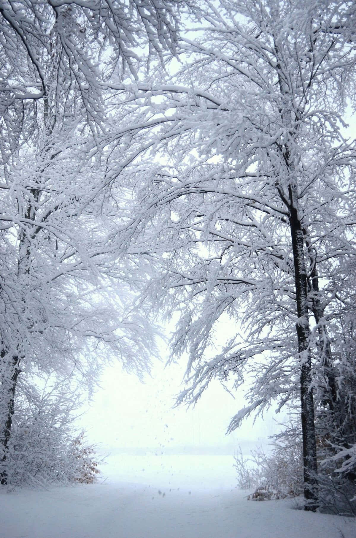 Narrow Pathway Winter Wonderland Desktop Wallpaper