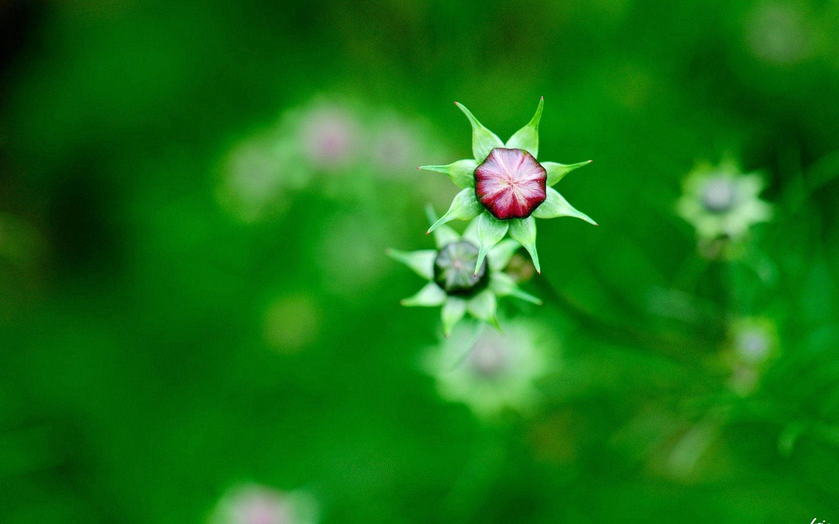 Nature Blur Flower Buds Wallpaper