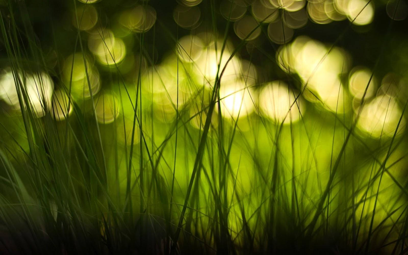 Nature Blur Grass And Sun Light Wallpaper