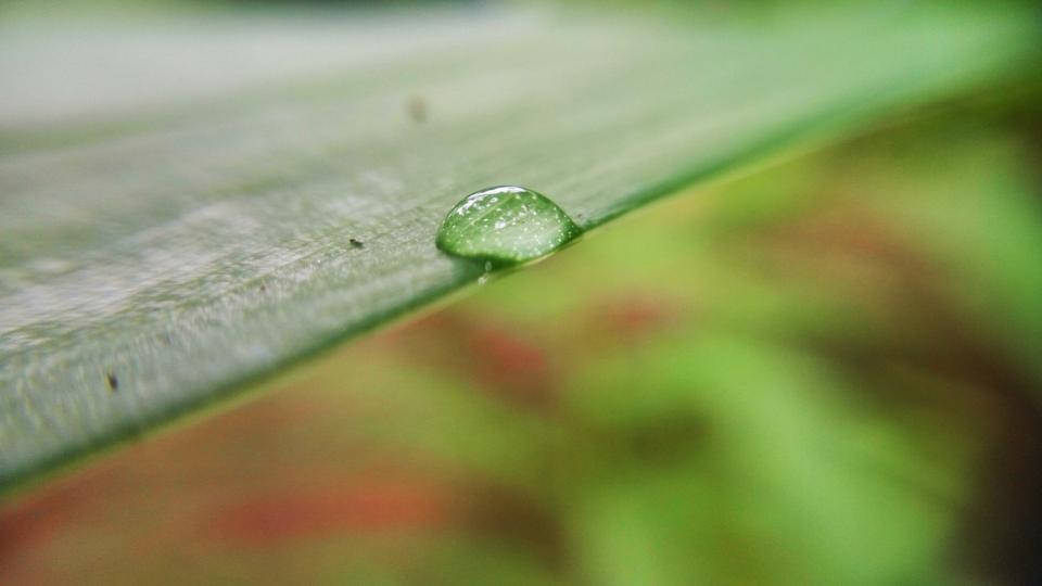Nature Blurred Dew Background Wallpaper