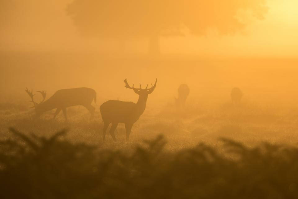 Nature Landscape Deer Hunting Wallpaper