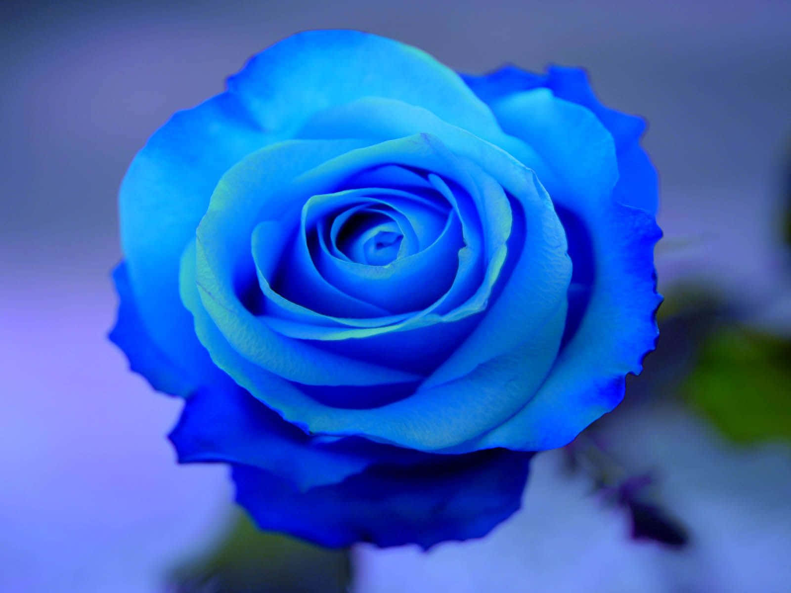 Neon Blue Rose Wallpaper