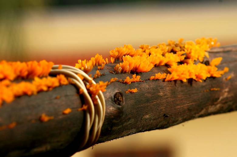 Nice Yellow Flower On Log Wallpaper