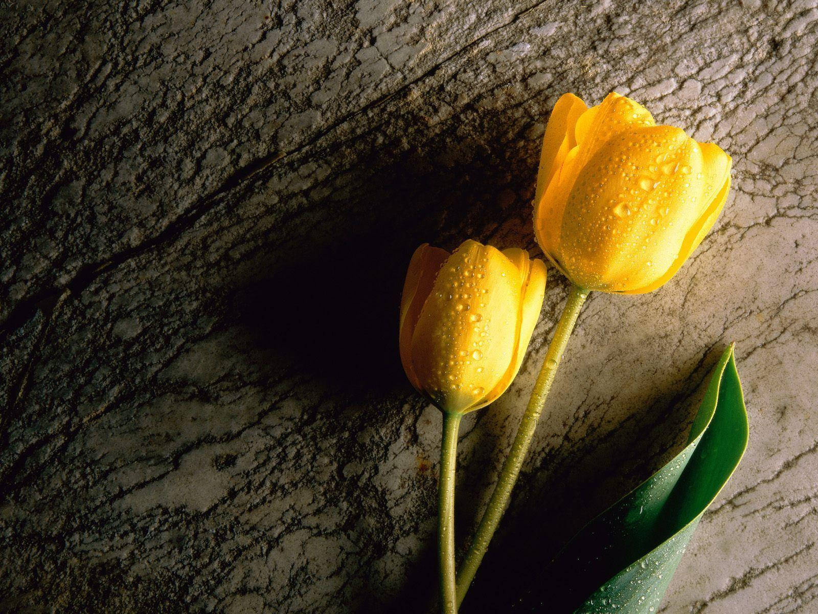 Nice Yellow Flowers Wallpaper