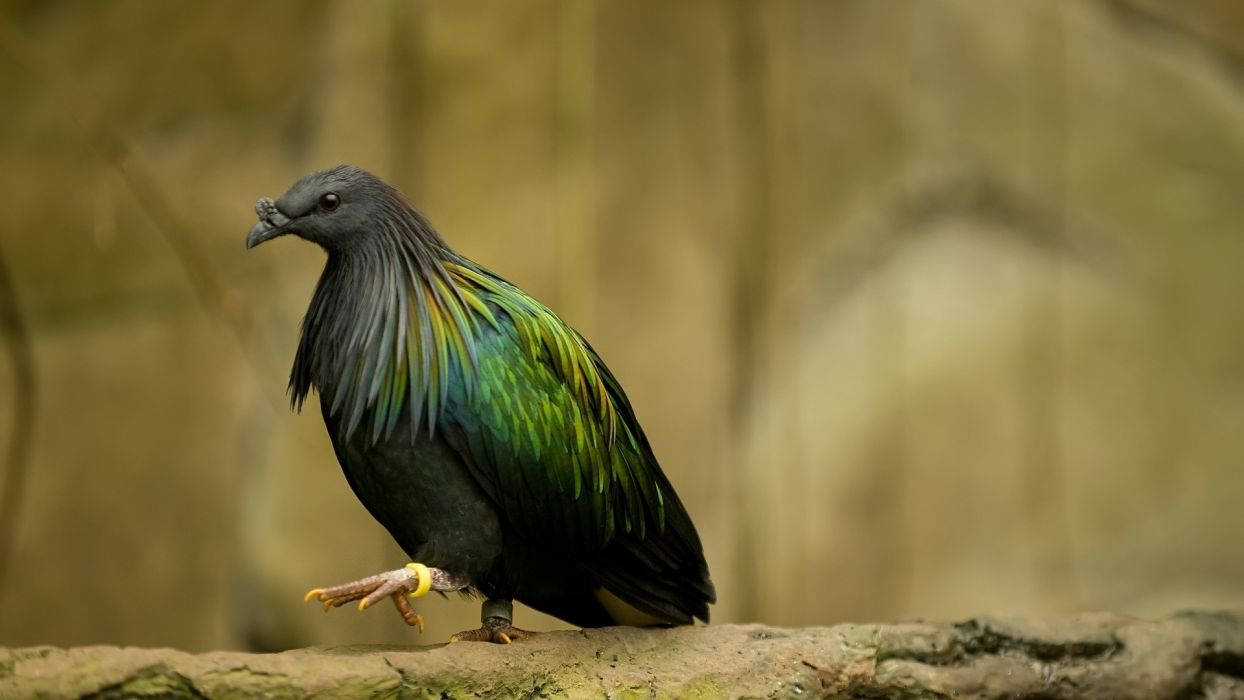 Nicobar Pigeon Bird On Tree Trunk Wallpaper