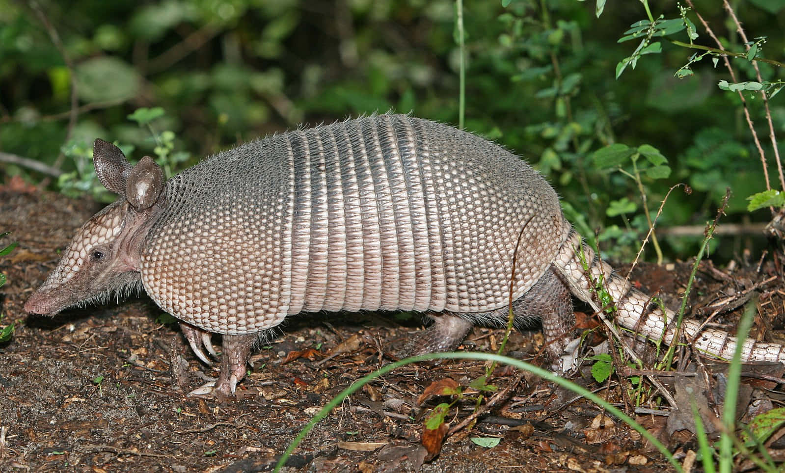 Nine Banded Armadilloin Natural Habitat.jpg Wallpaper