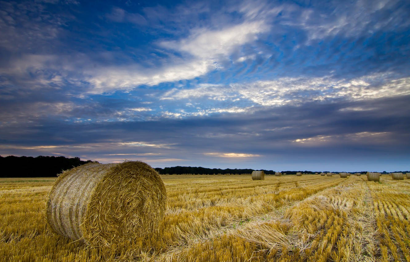 Norfolk Bales, England Wallpaper