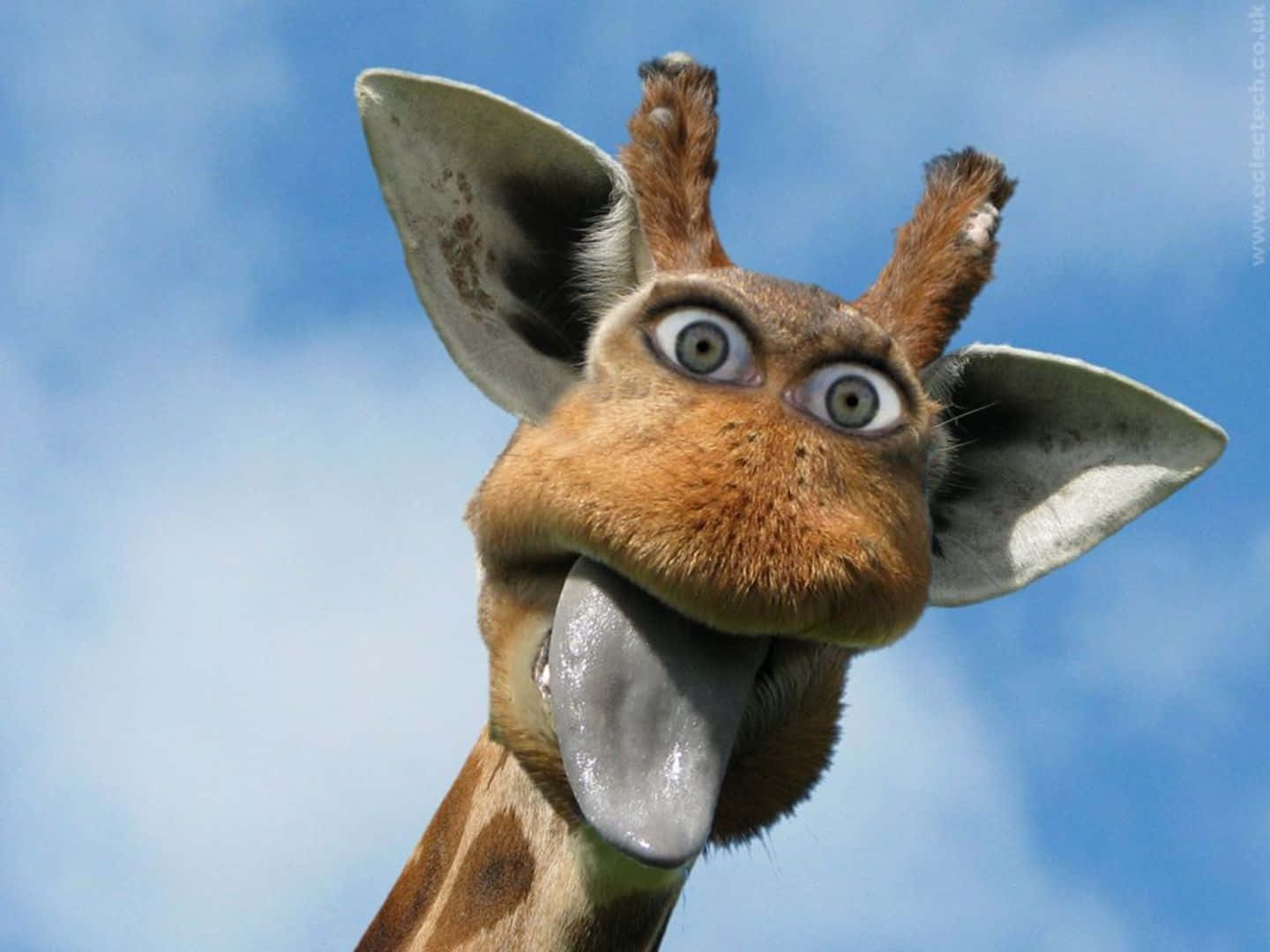 Northern Funny Giraffe With Human Eyes Wallpaper