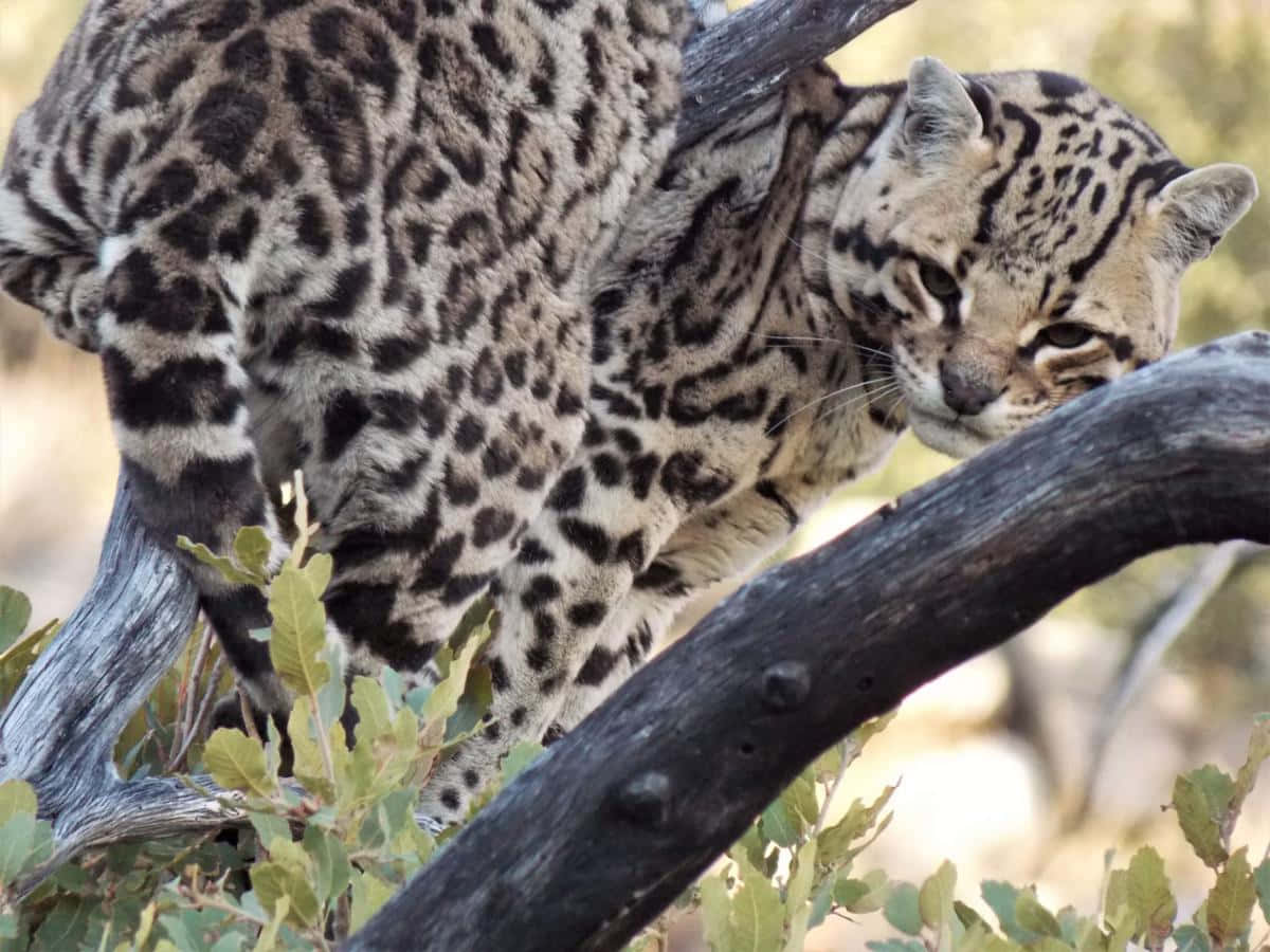 Ocelot_ Perched_on_ Branch Wallpaper