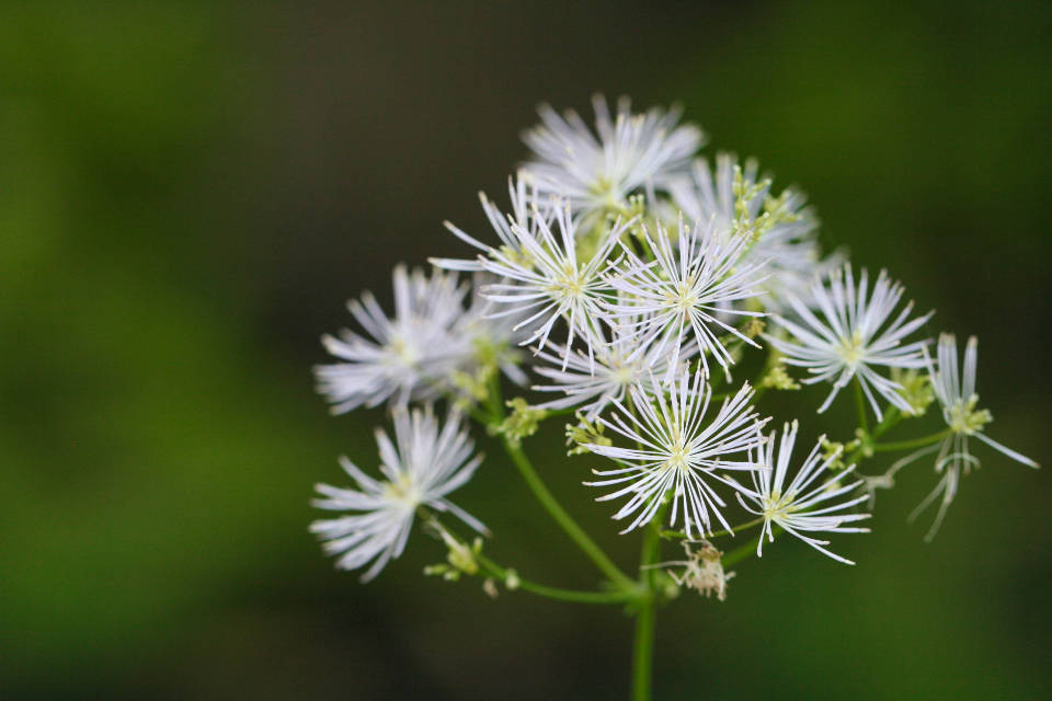 Off White Meadow Rue Wallpaper