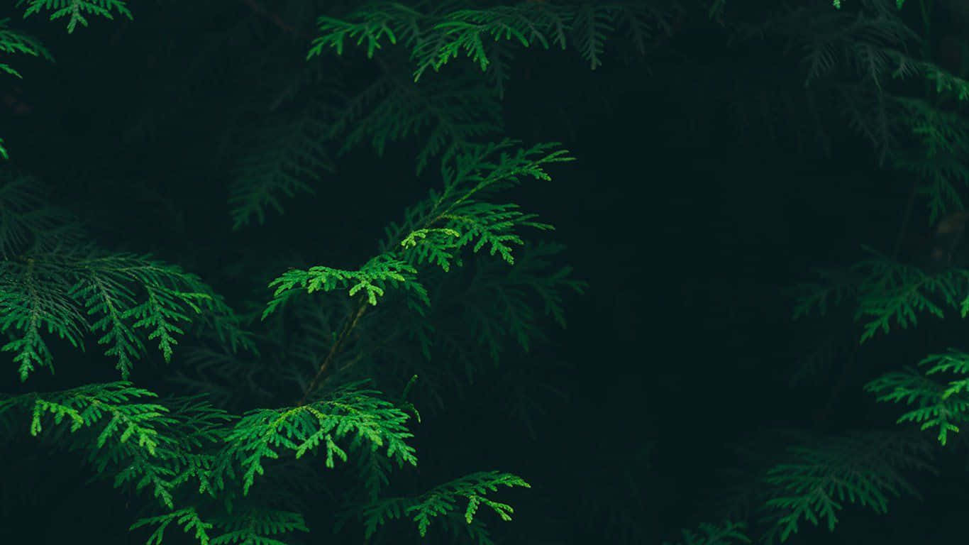 Olive Green Aesthetic Desktop With Dark Leaves Wallpaper