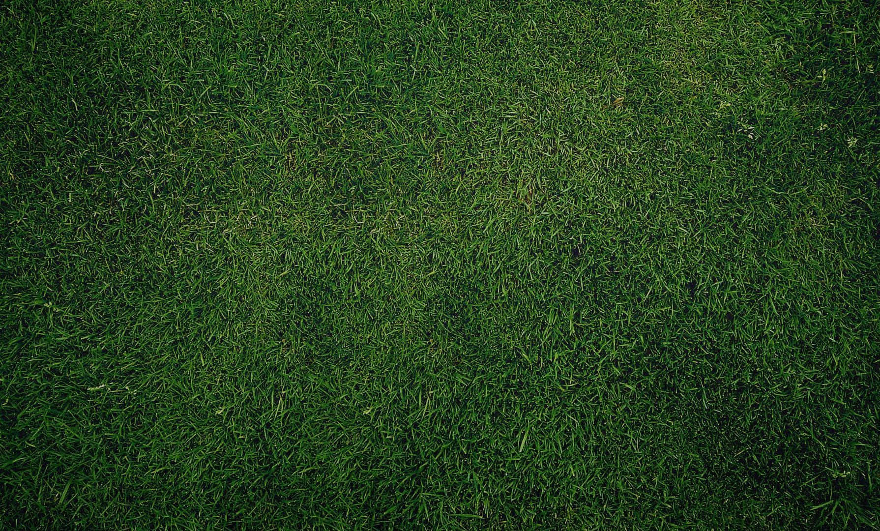 Olive Greenaesthetic Desktop Grass Texture Wallpaper