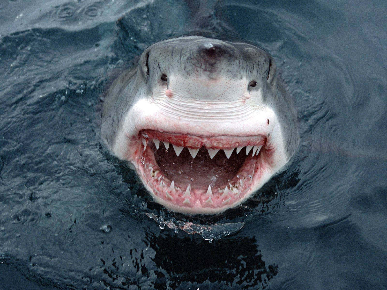 Open Mouth Shark Wallpaper