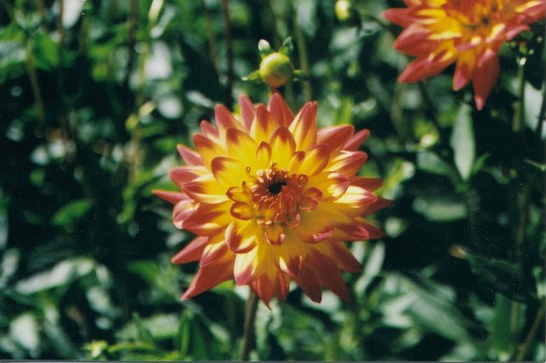 Orange And Yellow Flower Wallpaper