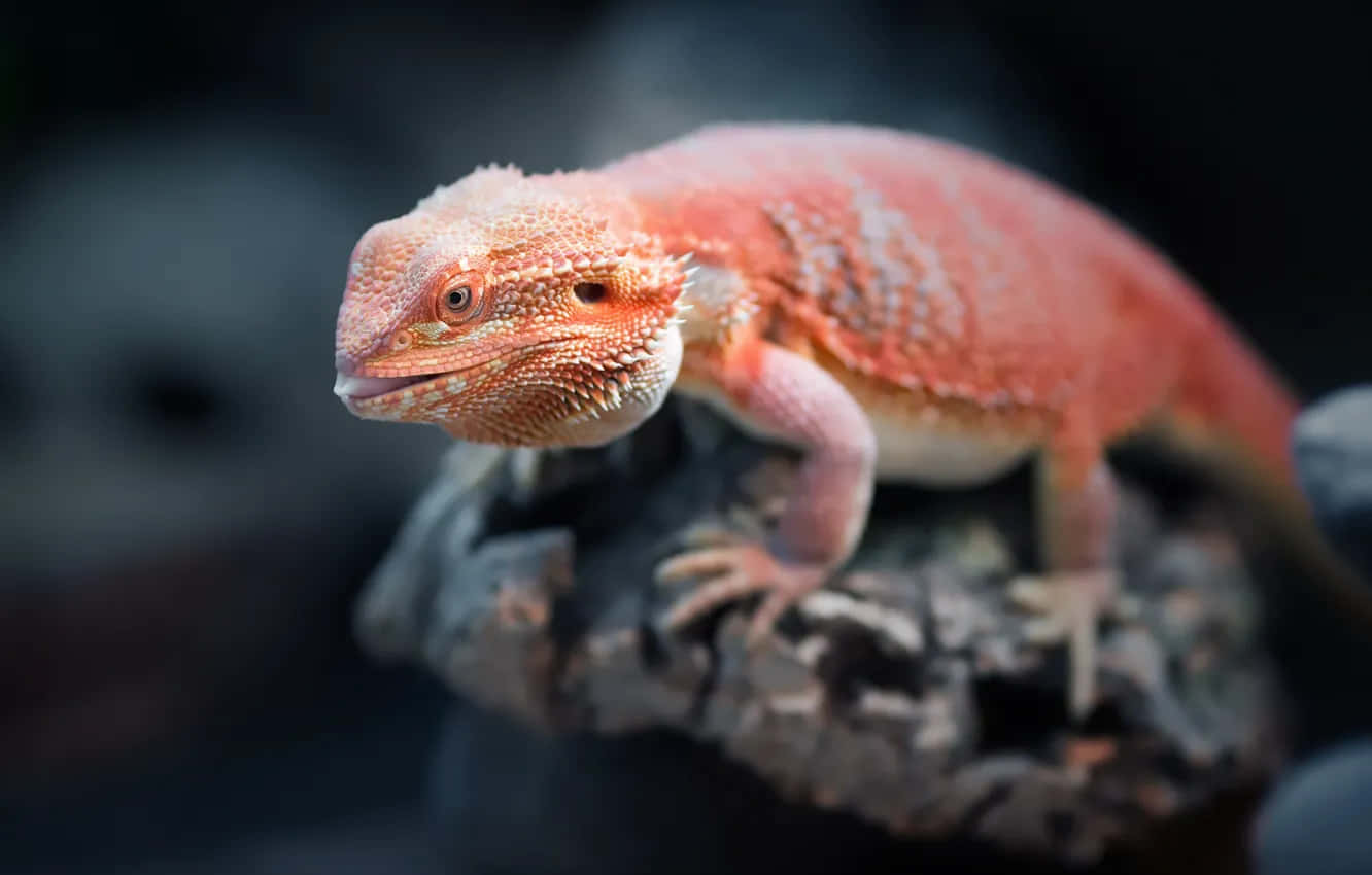 Orange Bearded Dragon On Rock Wallpaper