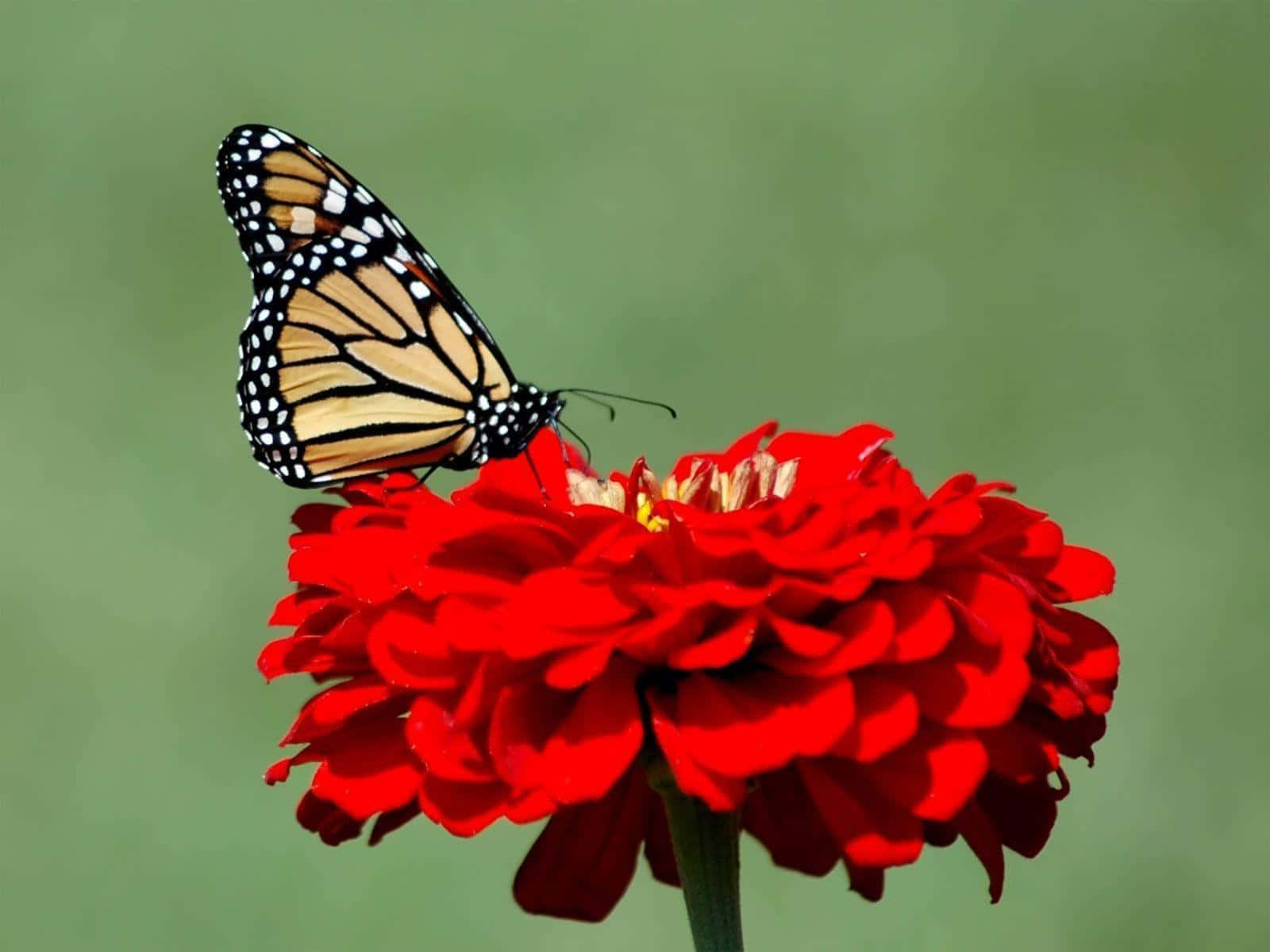 Orange Butterfly On Red Cosmos Desktop Wallpaper