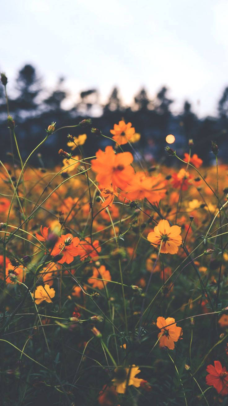 Orange Floral Tumblr Portrait Photography Wallpaper