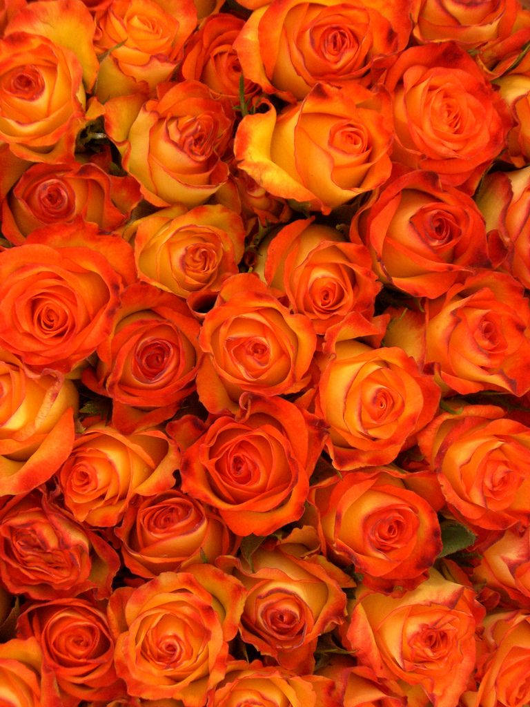 Orange Floral Wall Wallpaper