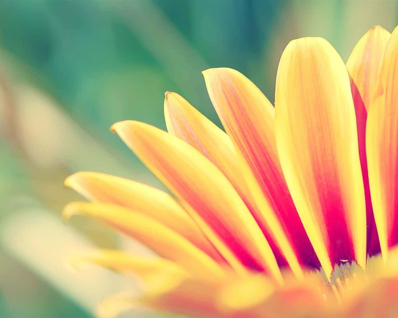 Orange Flower Petals Wallpaper