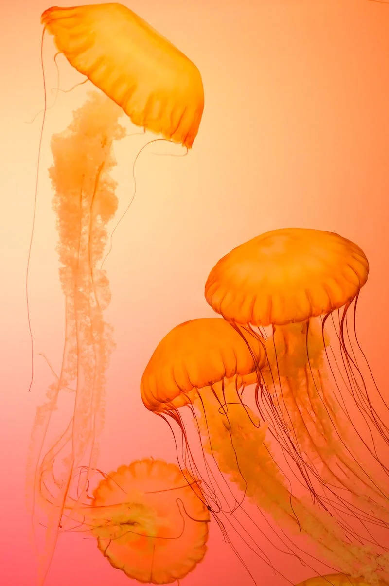 Orange Jelly Fish Iphone Whatsapp Wallpaper